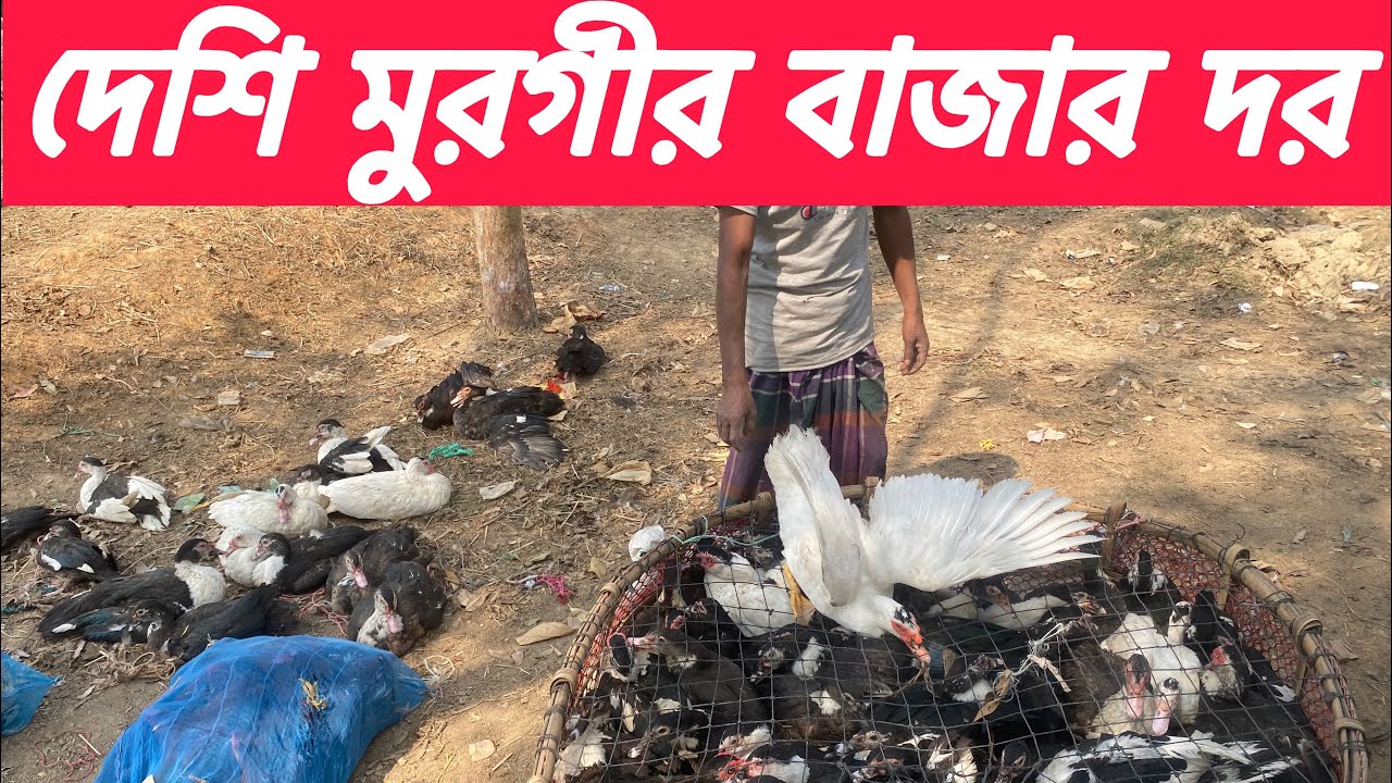 রমজানের আগে দেশিয় হাস মুরগীর মূল‍্য বেরে গেছে/ পোরাদিয়া বাজার বেলাব নরসিংদী