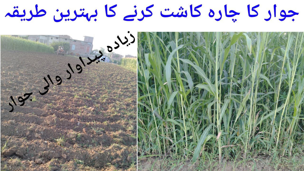 Sorghum Cultivation||Javar ke kasht|| Agriculture Guru