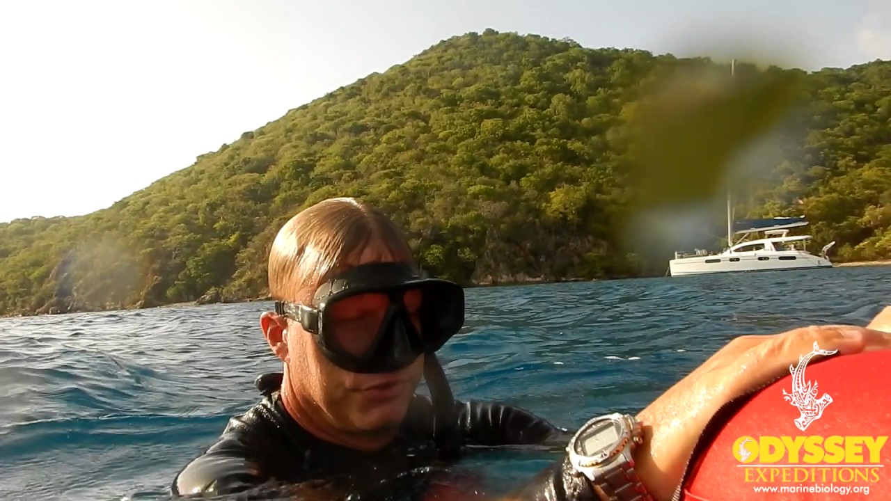 Odyssey Expeditions Teaches PADI Freediving