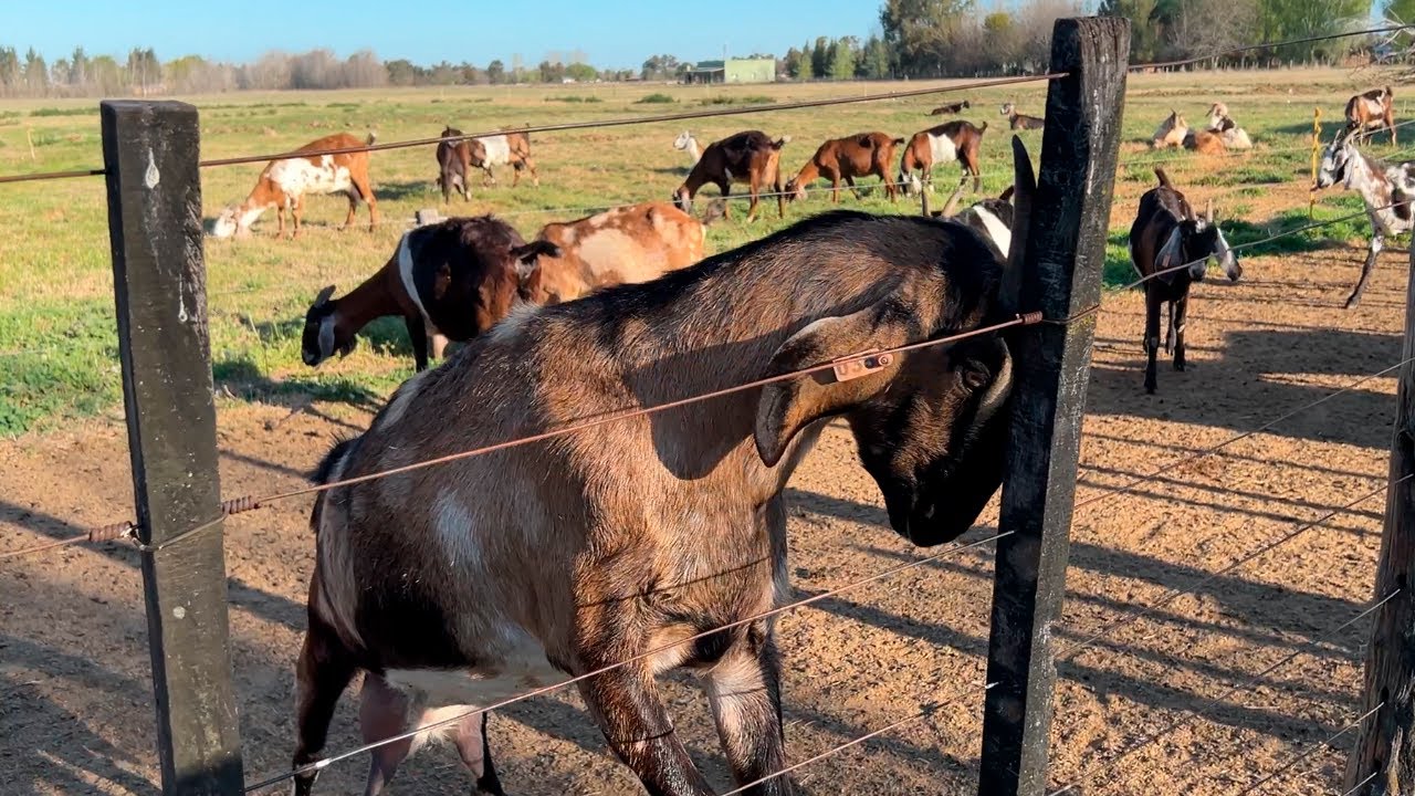Con 20 Cabras armaron un Tambo a tan solo 80 km del Obelisco – Valle de Goñi - Uribe - Cañuelas