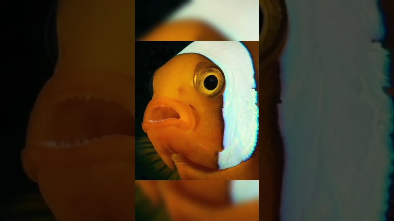 Conoce a los peces payaso. #biologia #peces #pezpayaso #biolog&iacute;amarina