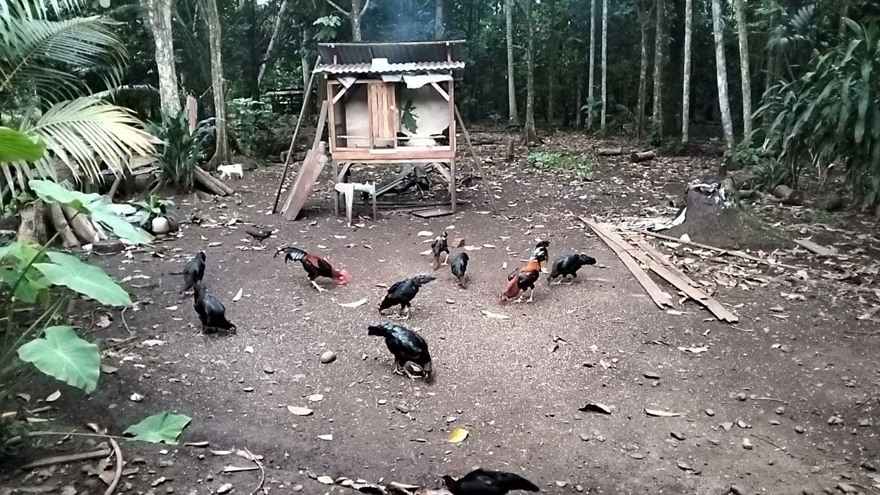 TERNAK CUMAN BERMODAL 50 RIBU BISA HASILKAN PULUHAN DAN RATUSAN JUTA!! AYAM KAMPUNG