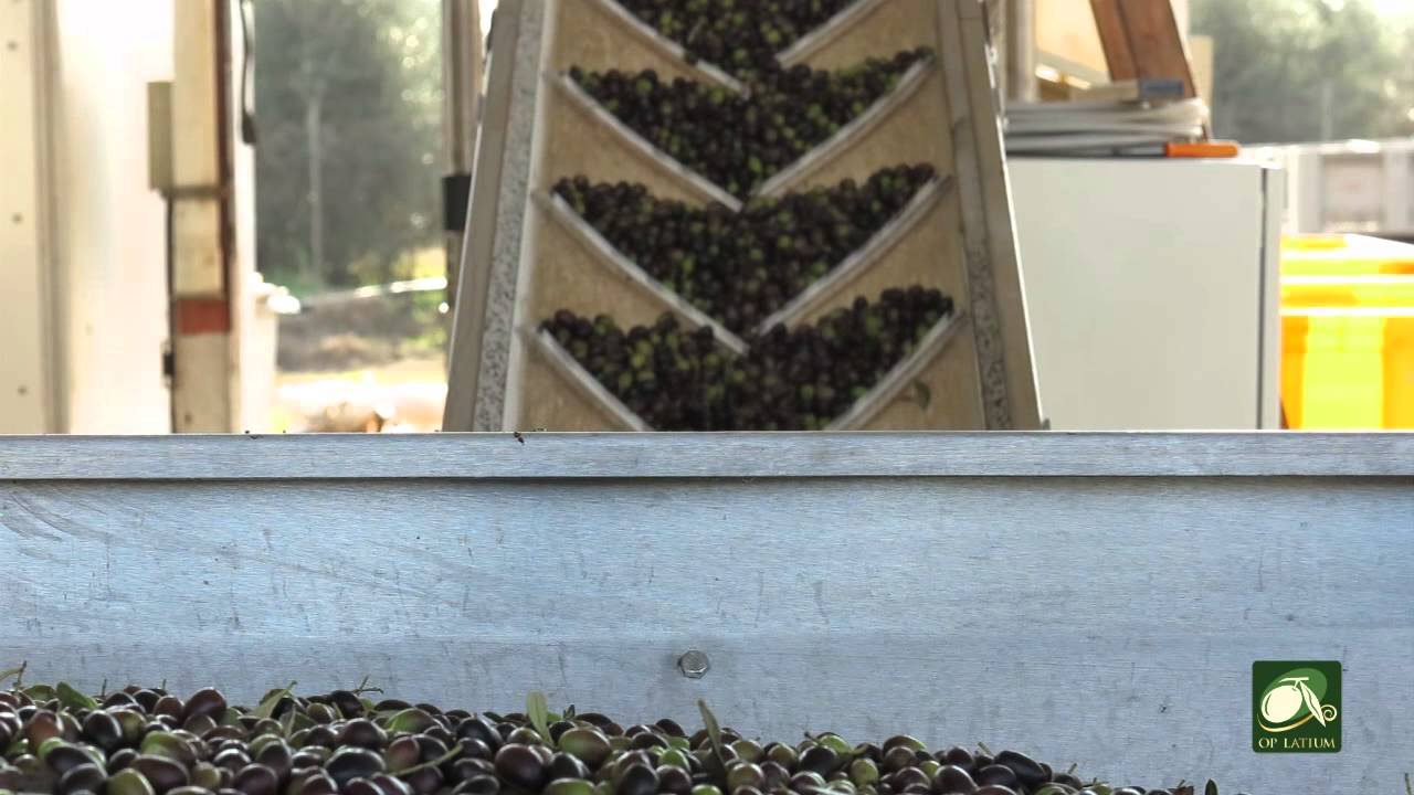 La calibratura delle olive da tavola