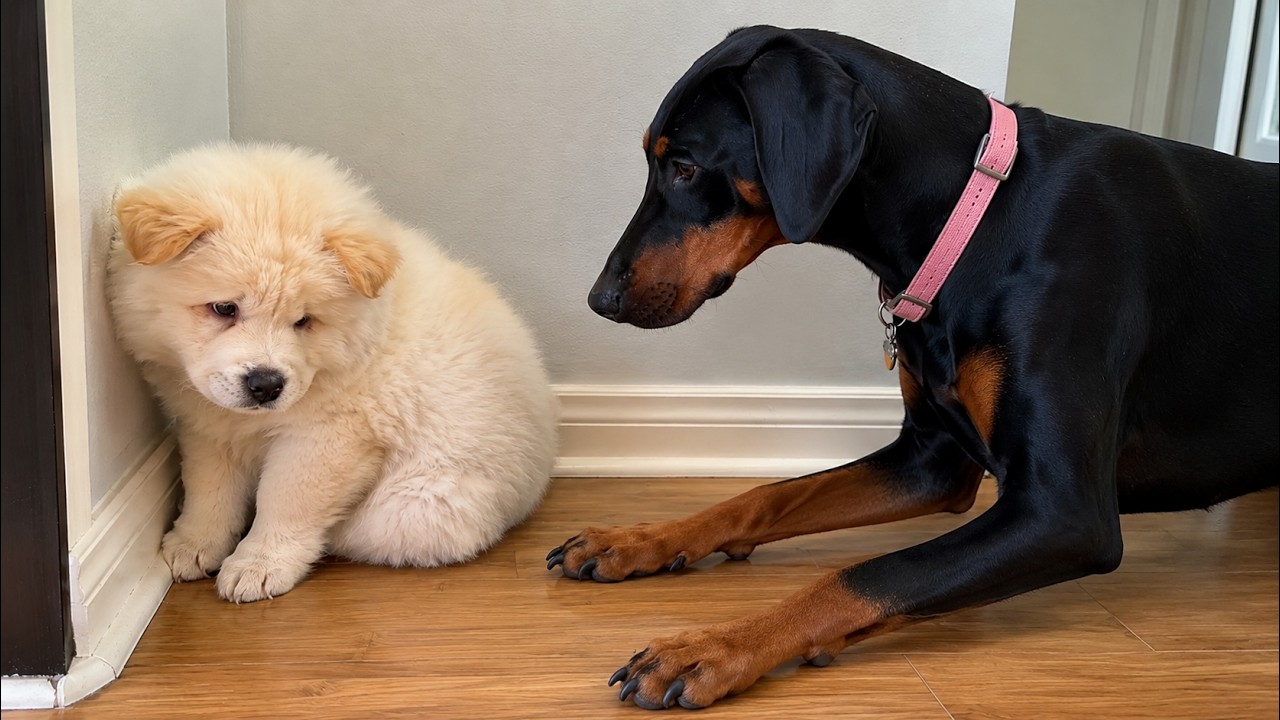 Doberman Meets the Most Adorable Fluffy Rescue Puppy