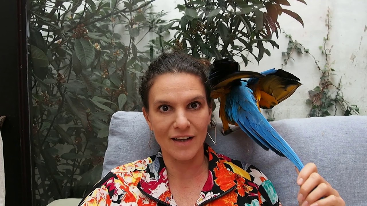 Nem tenho ave! Para que curso de voo livre?