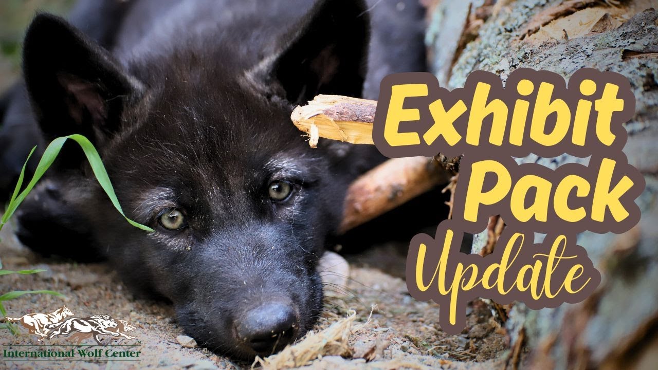 Exhibit Pack Update - 7 June 2025