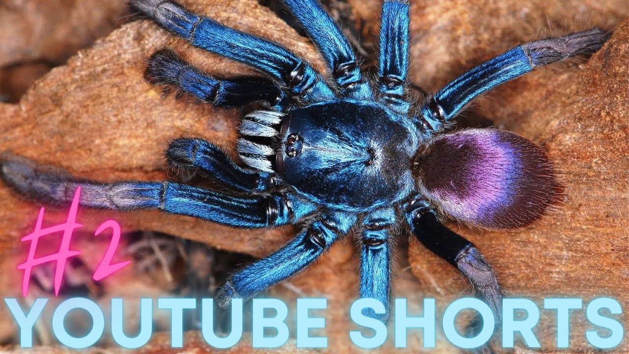 Haploclastus devamatha by Beast Spiders :)