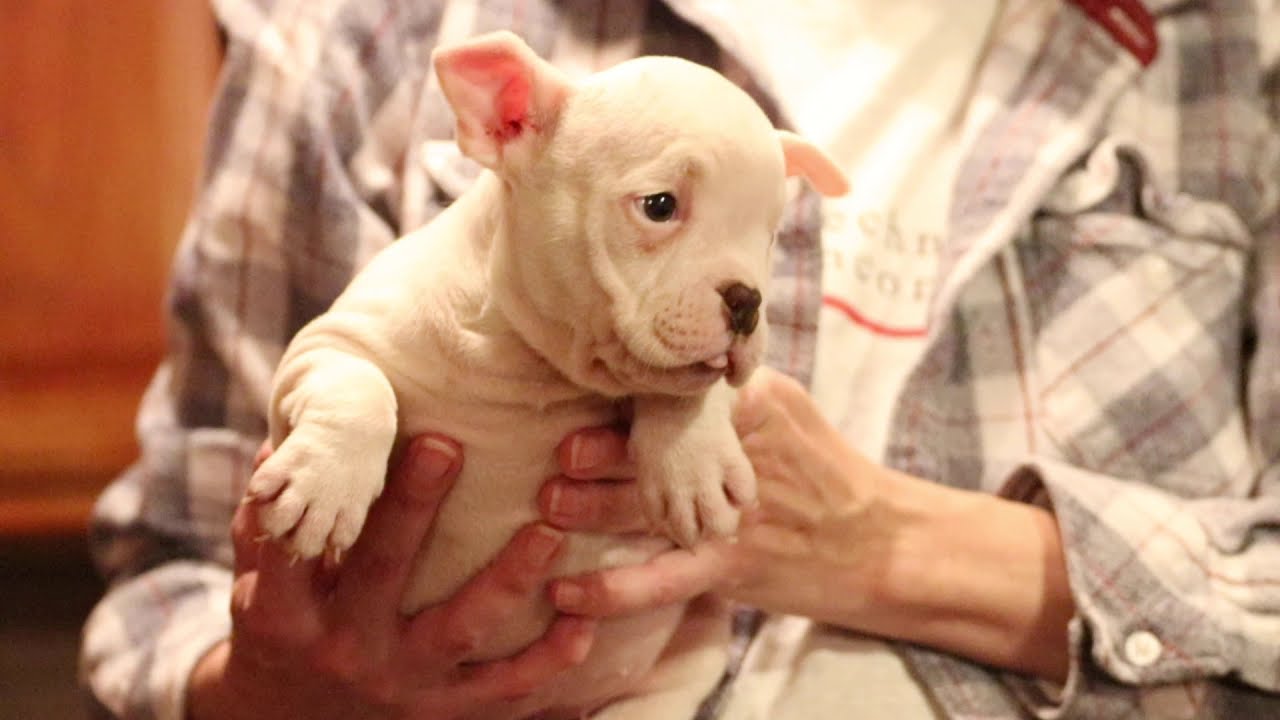 Mini bully Puppy Alert !  3 MONTH OLD TOADLINE MICRO EXOTIC BULLY PUP.