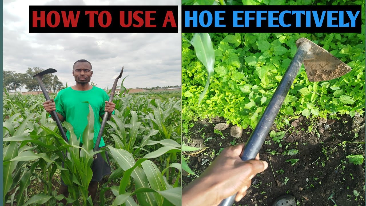 How To Use A Hoe Effectively To Remove Weeds!