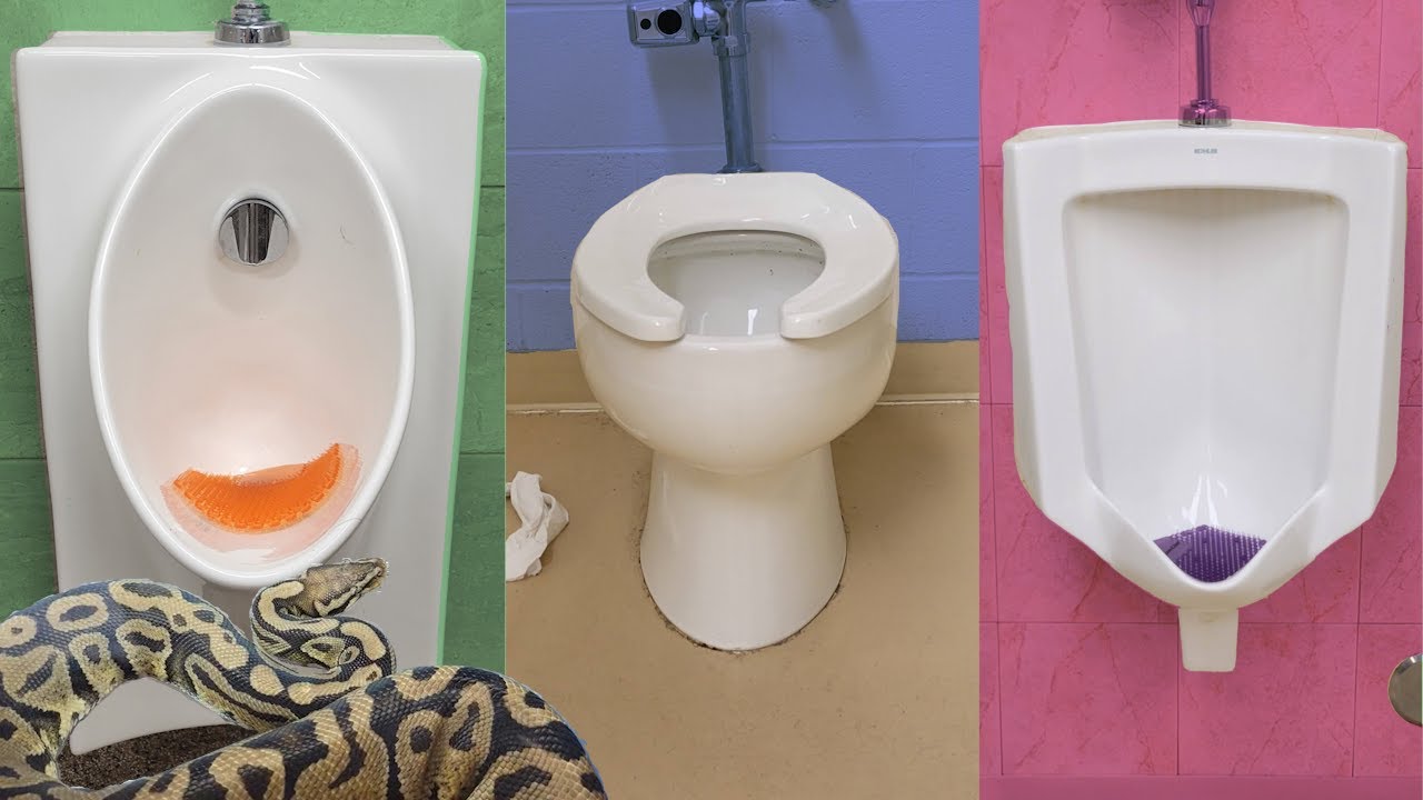 Snake & Toilet Tour: Western Maryland Reptile Show at the Great Frederick Fairgrounds