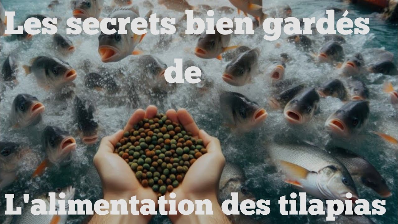 Tout savoir sur l’alimentation des tilapias : guide complet pour une croissance optimale !
