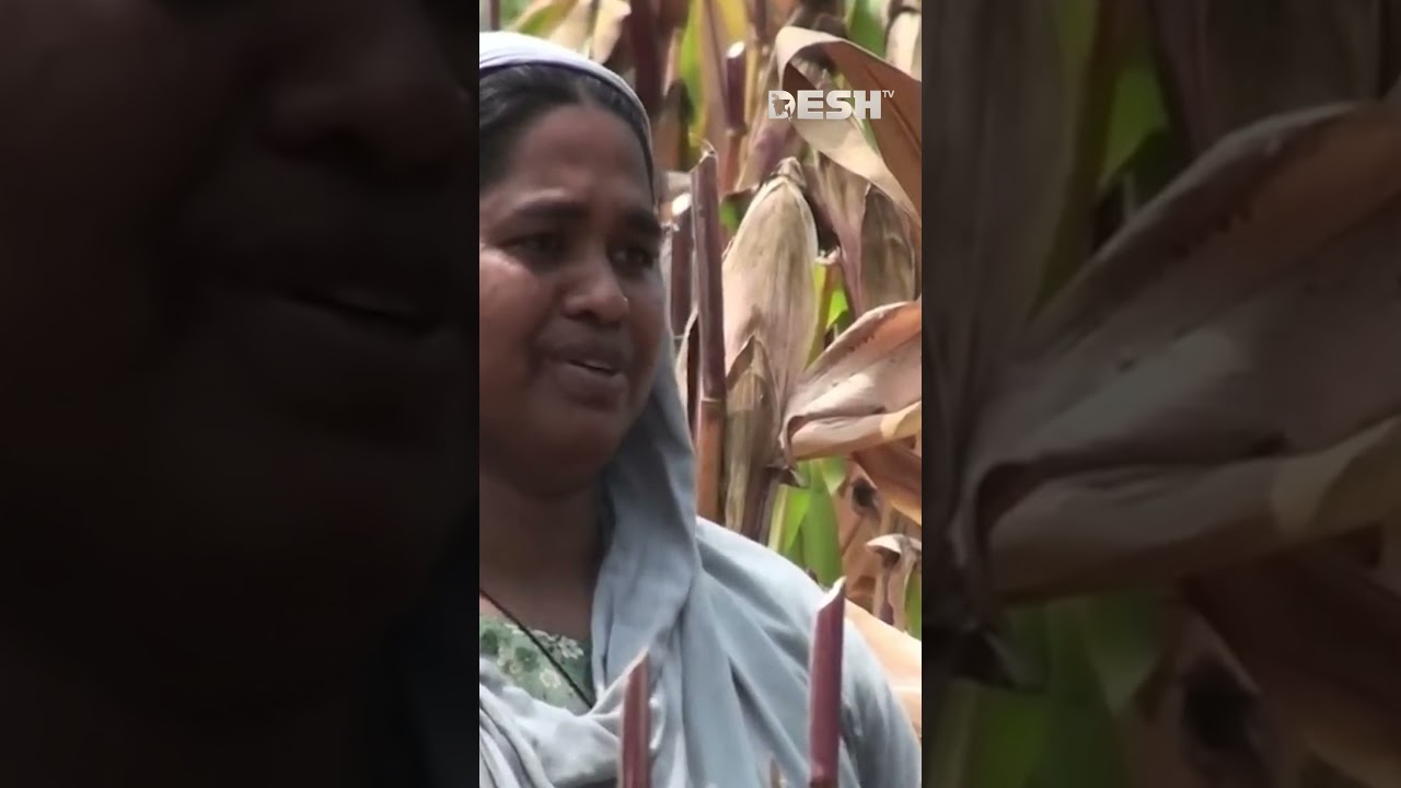 ভুট্টার বাম্পার ফলনে খুশি টাঙ্গাইলের চাষিরা! #tangail #farming #banglanews #shorts #deshtv