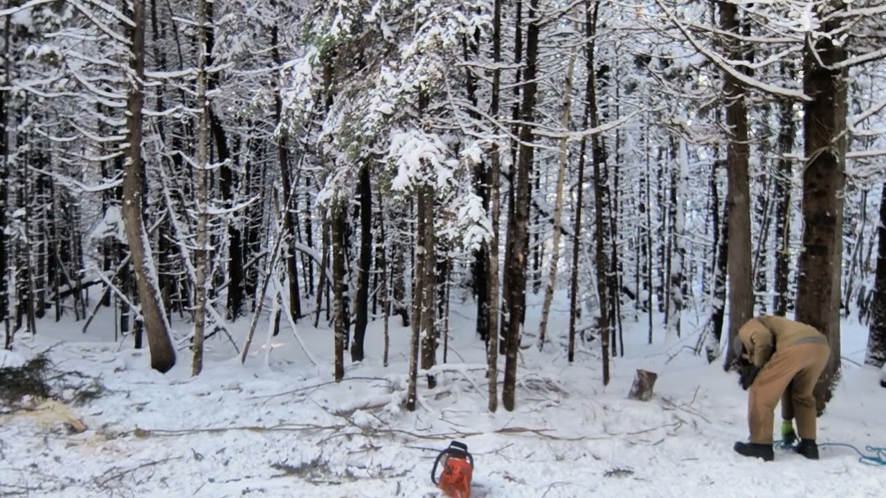 tree fall control part 1