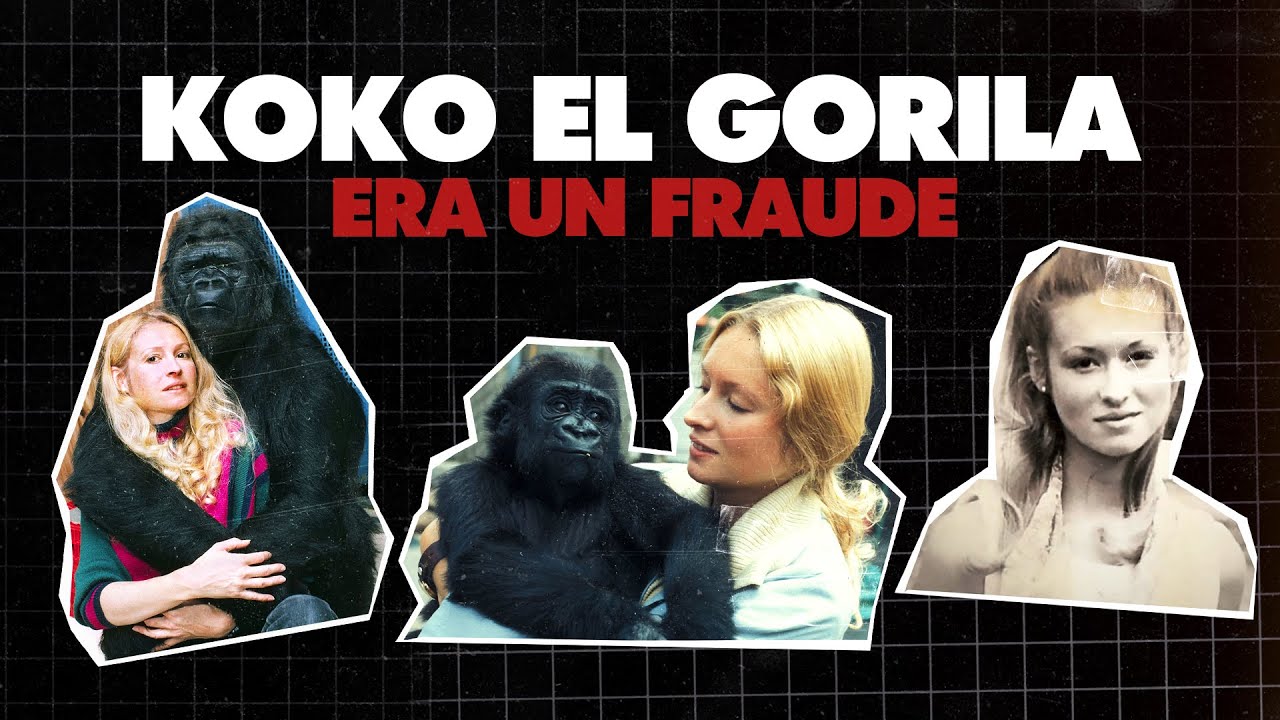 El GORILA que Habló con Humanos | Koko el Gorila | Lenguaje de Señas