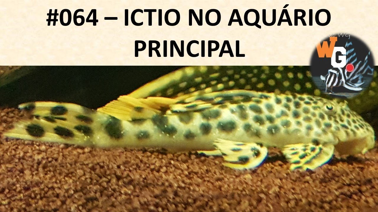 Ictio no Aquário Principal - #064
