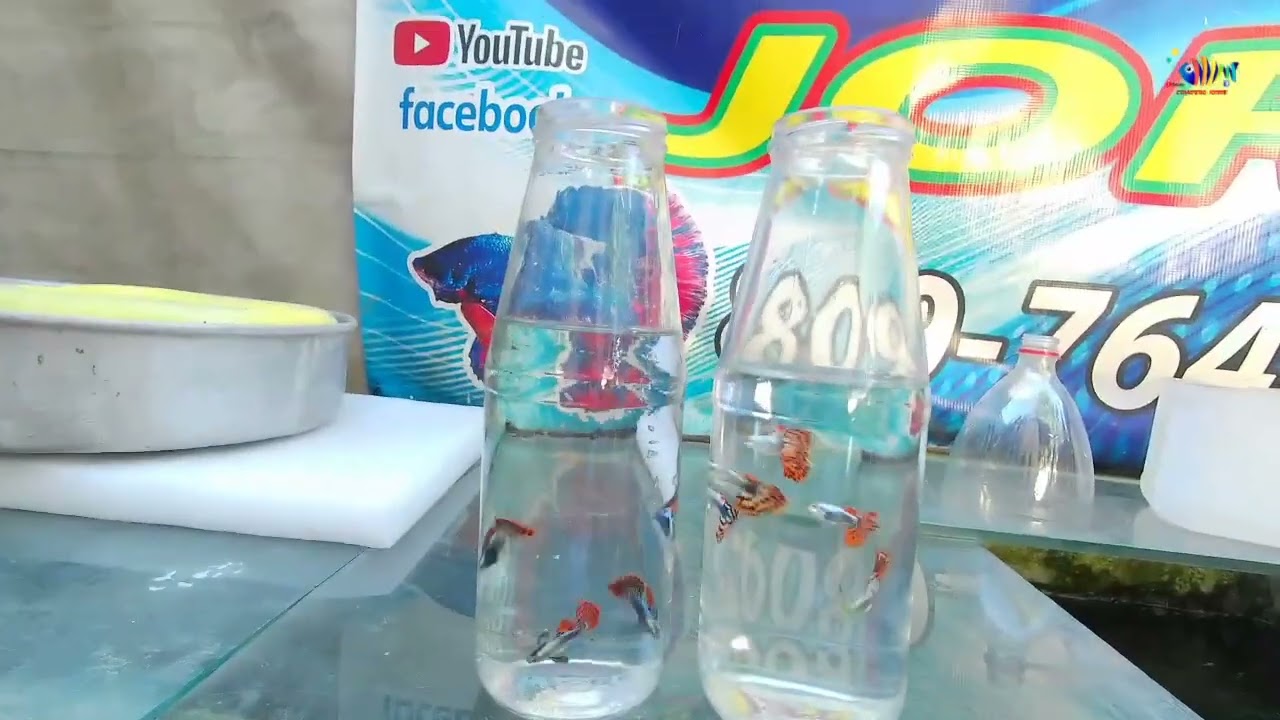 LOS ENVÍOS DE SIEMPRE 
