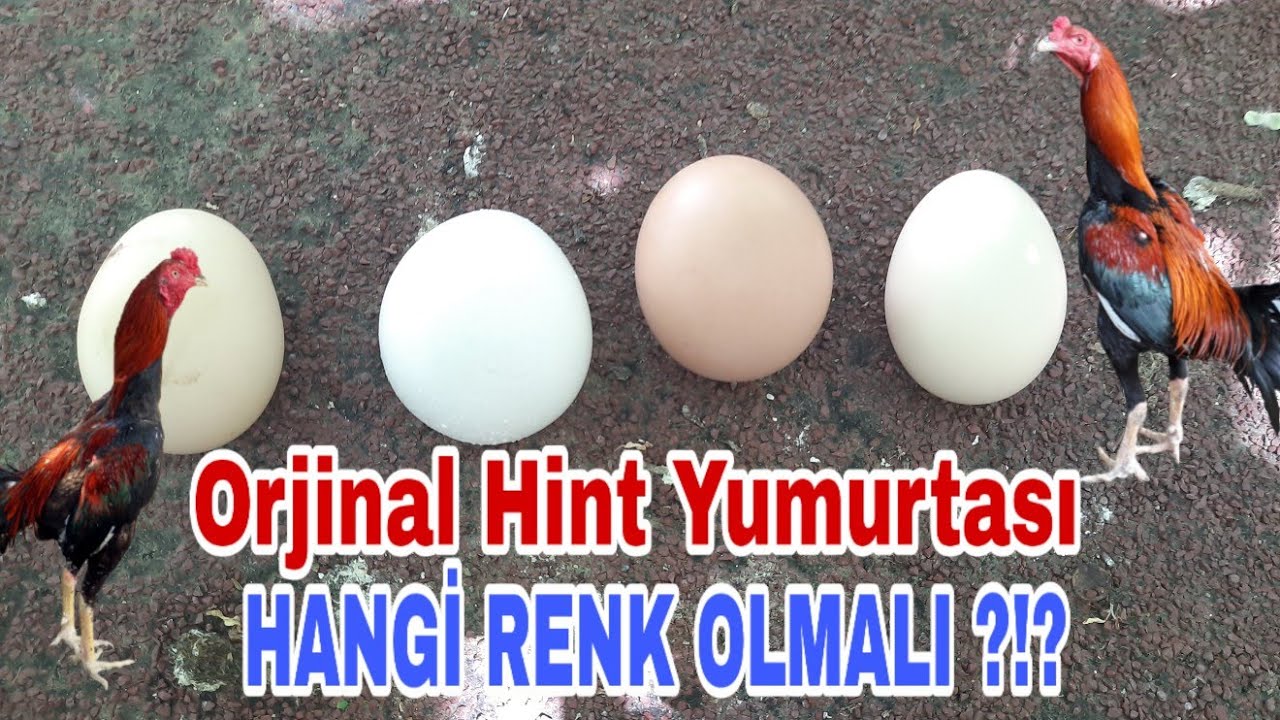 Orjinal hint tavuğu yumurtası nasıl olmalı ?!? #orjinalhint #hintyumurtası #hinttavuğu