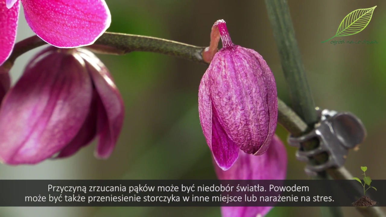 Problemy ze storczykami - plamy na storczykach, storczyk i jego choroby