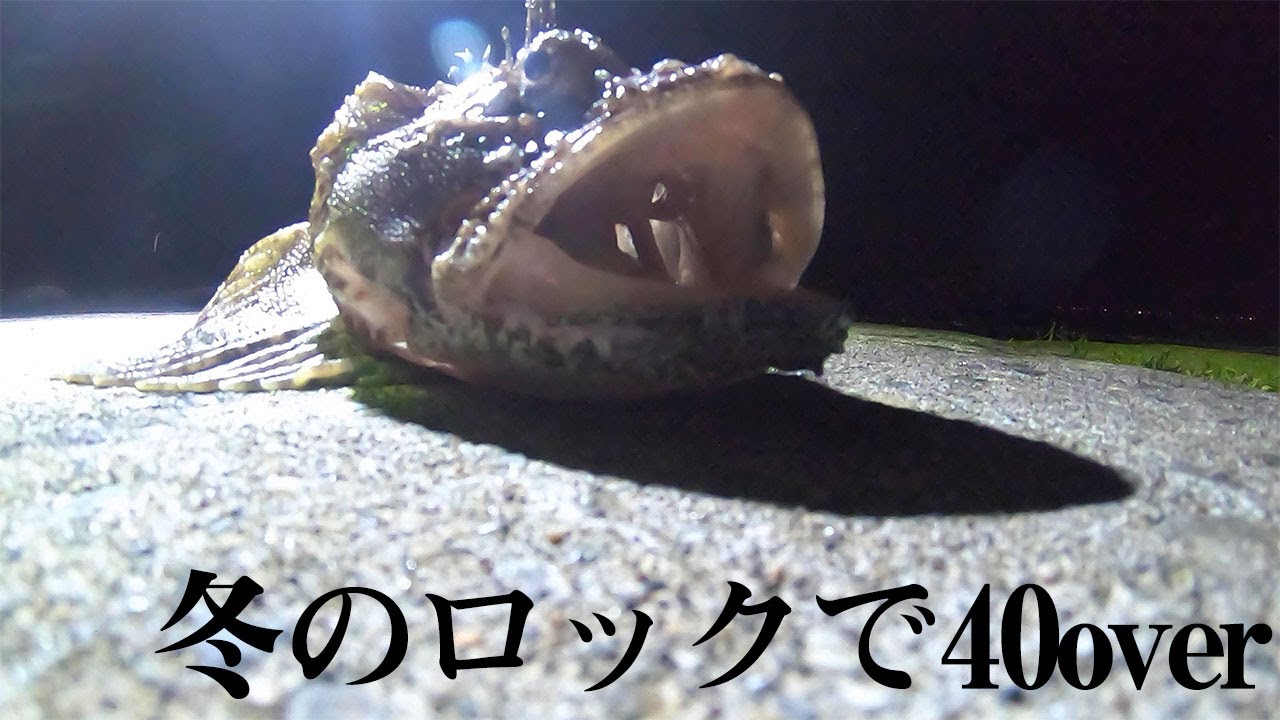 【ロックフィッシュ】１投で釣れた40overの根魚！シロソイ、シマゾイも連発？【余市】
