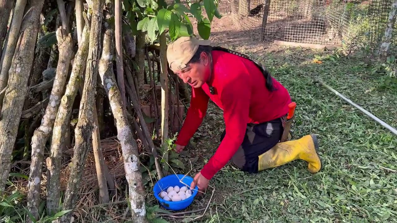 Gallinas felices con su corral limpio y seguro