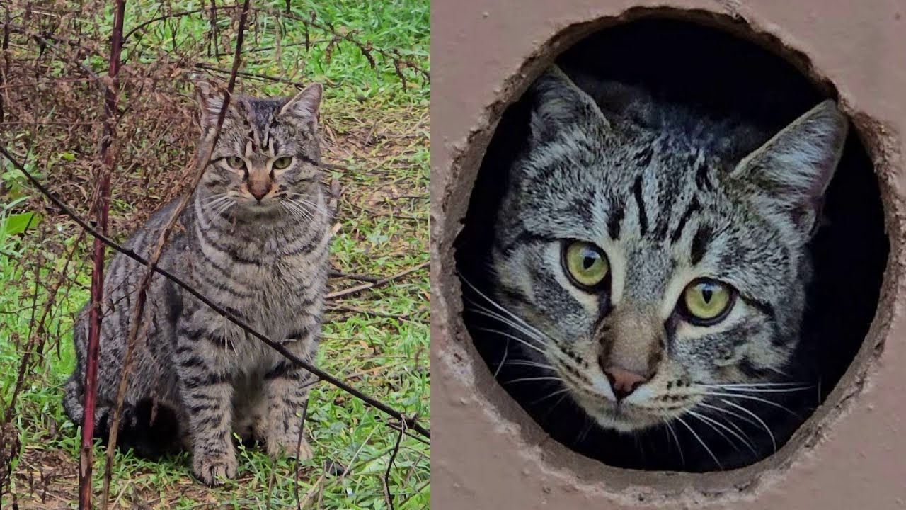 Forest Kittens and Their Mother Cat — How They Survived a Hurricane in Their Homes