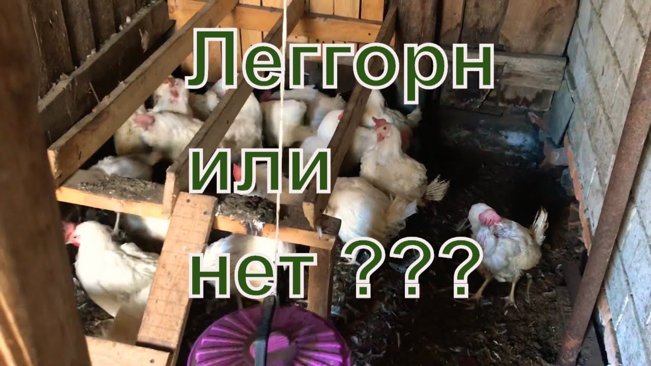 Как отличить породу ЛЕГГОРН от ХАЙСЕКС, в чем отличие породистых белых кур  / дневник птицевода 21