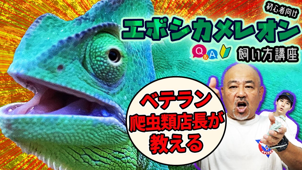 【初心者向け】エボシカメレオンの飼い方講座【カメレオン】
