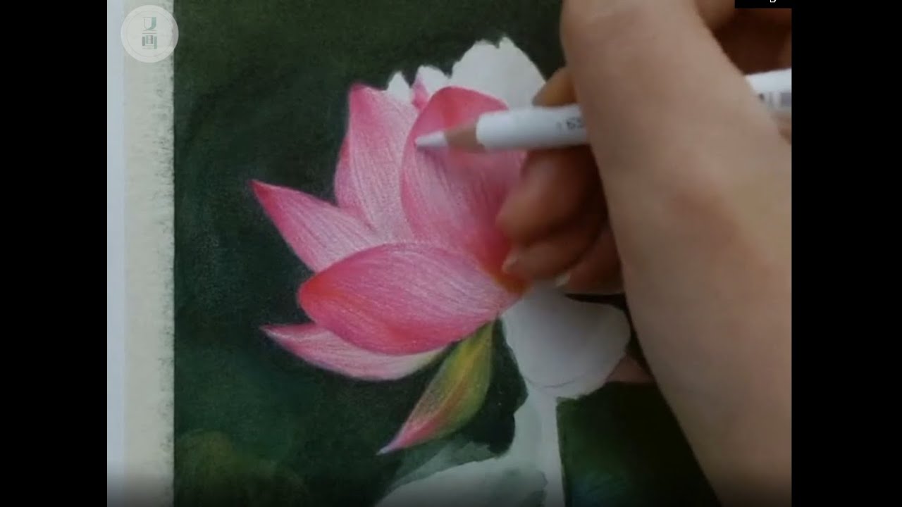 【彩鉛教學】彩鉛超詳細講解荷花的畫法