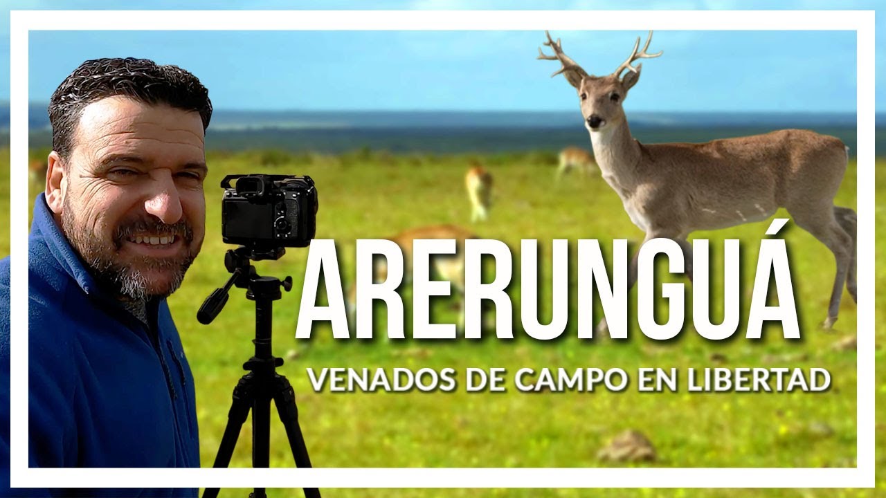 🔹 ARERUNGUÁ, tierra de VENADOS de CAMPO en libertad. 🔹programa Contacto🌎🌍