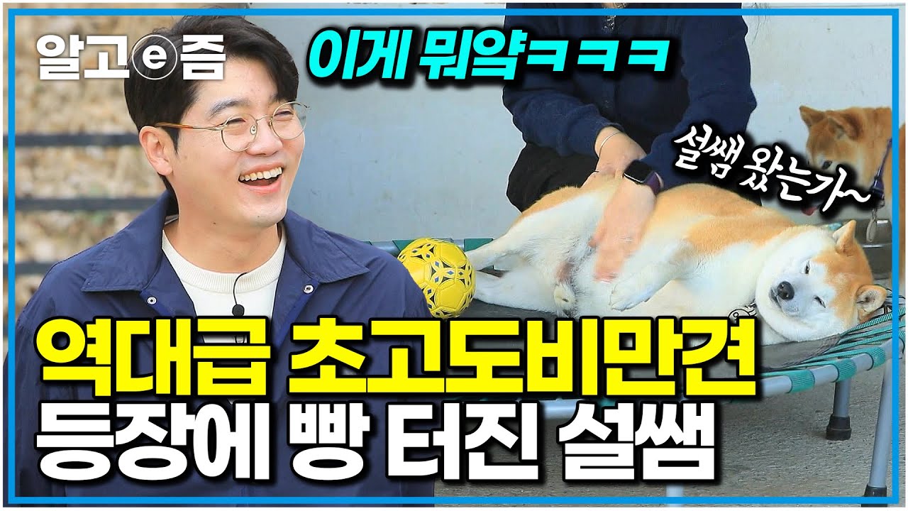 &ldquo;이게 개인가요, 물개인가요?&rdquo; 먹다 지쳐서 잠든 뚱시바&hellip;역대급 뚱시바 등장에 설쌤 빵 터진 이유｜세상에 나쁜 개는 없다｜알고e즘