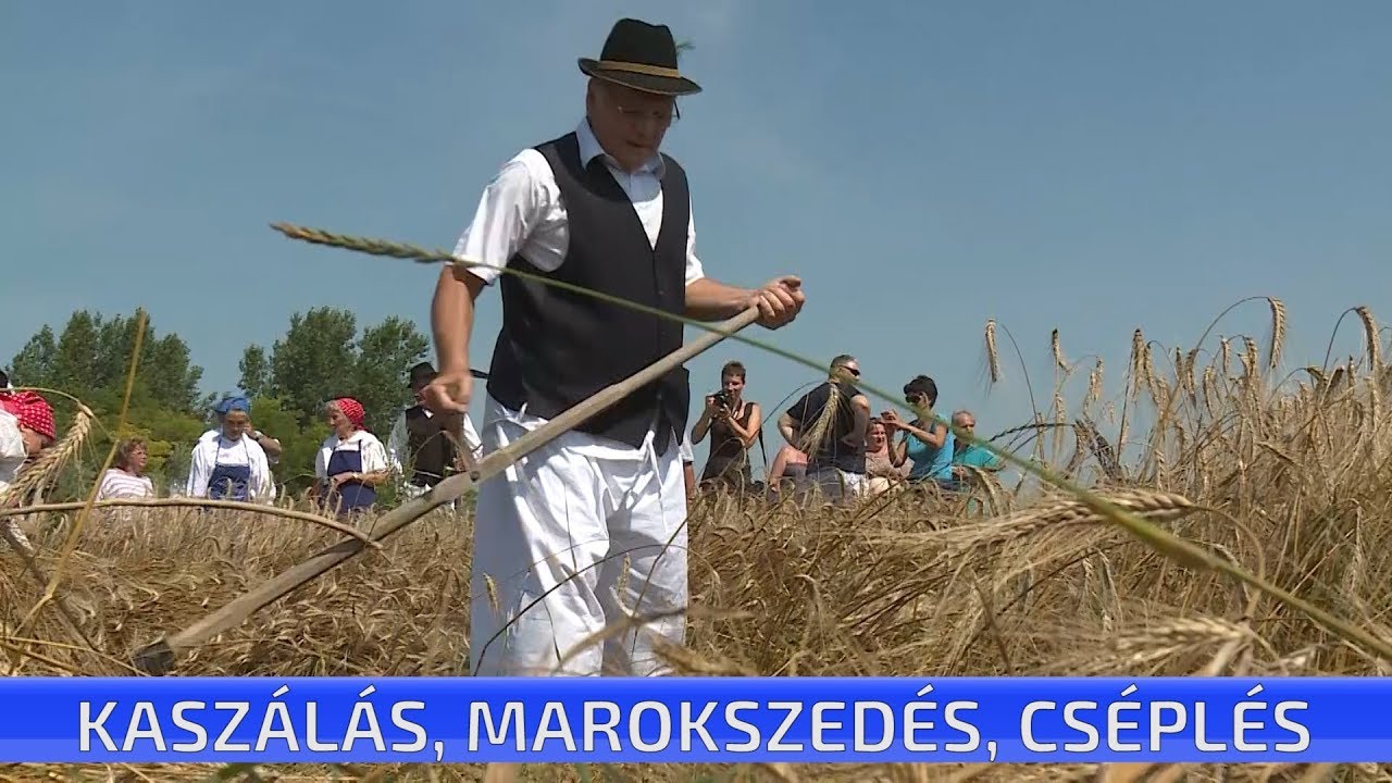 Kaszálás, marokszedés, cséplés - aratófesztivál Kocséron