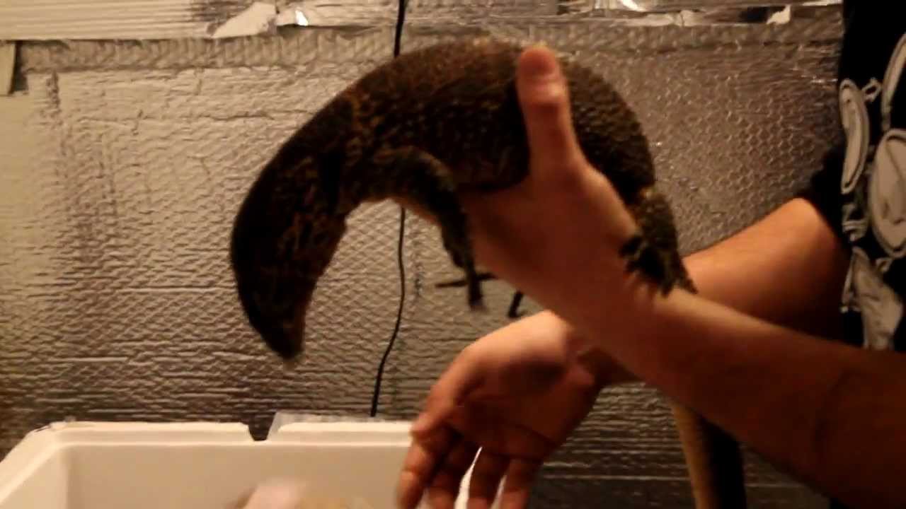 Dumeril Monitor Introduction (Varanus dumerili)