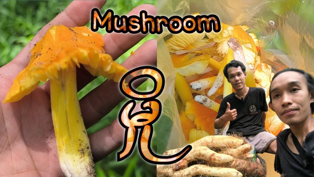 Mushroom harvesting in rainy season | မိုးရာသီအစမှာ🍄