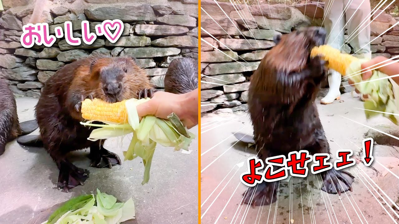大好きなエサを可愛く両手で持って食べてくれるビーバーと荒ぶりすぎるビーバーww【とうもろこし】