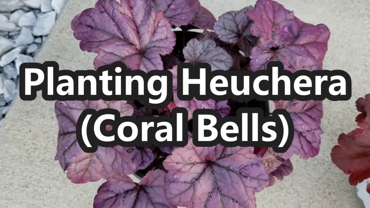Planting Heuchera (Coral Bells) | Window Basket Planter Update 2020