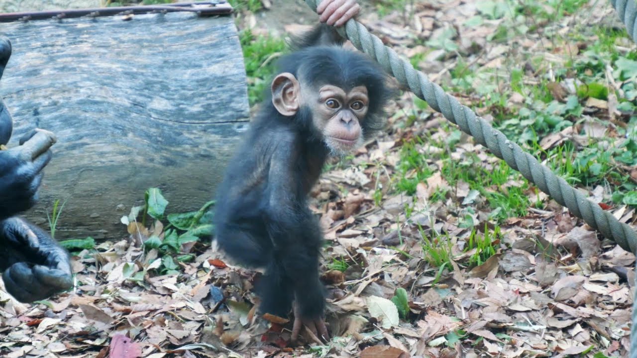 ジュウザの舞　かみね動物園　チンパンジー　202601