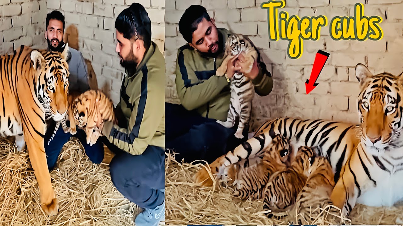 Jullie Tigeres Kai Cubs Ko Mother Feed Karwai 🐅😱😱