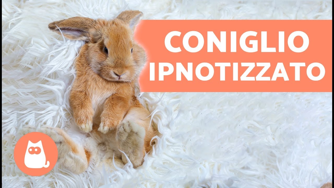 Come ipnotizzare un coniglio e perché NON farlo