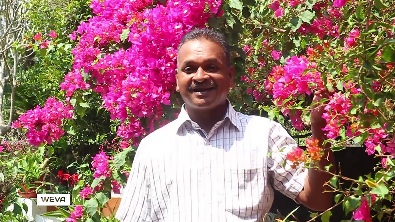 Bougainvillea (Kadalasu Poovu) : Know More About Bougainvillea In Malayalam Peter Mala