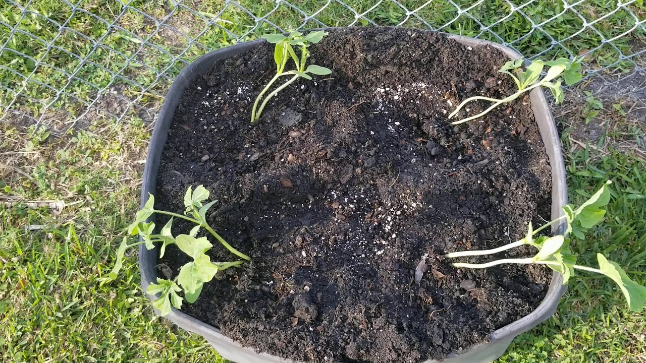 Crimson Sweet Watermelons Seedlings/ 900 subs!!