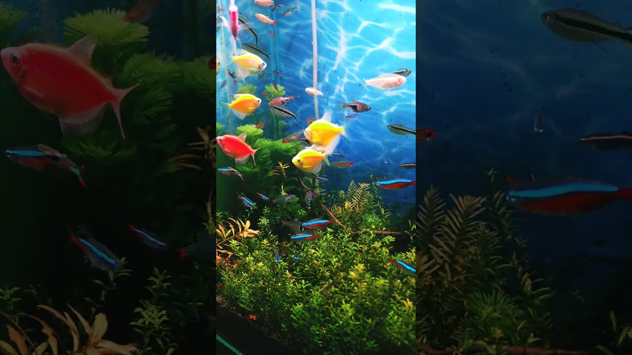 #fishes are enjoying together in my jungle #cardinaltetra #neontetras #widowfish #exoticaquariumfish