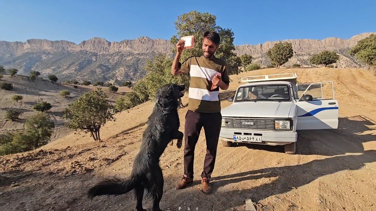 A Loyal Dog 🐕❤️ | Babak Reunites with Khersi After Busy Days in the City 🏙️