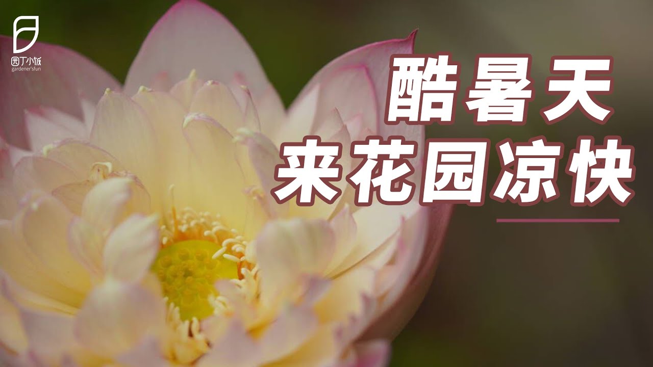 【园丁小饭】酷暑天来逛逛花园，凉快凉快！