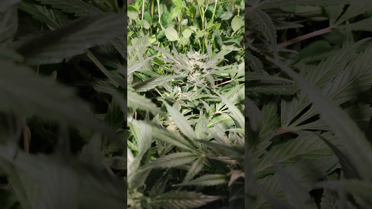 A tour through the Secret Garden, my 2x4 living soil cannabis grow.