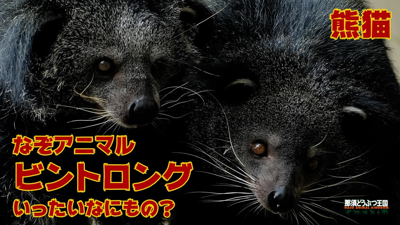 【ビントロング】なぞアニマル ビントロング いったいなにもの？ / Binturong - What Are They?!