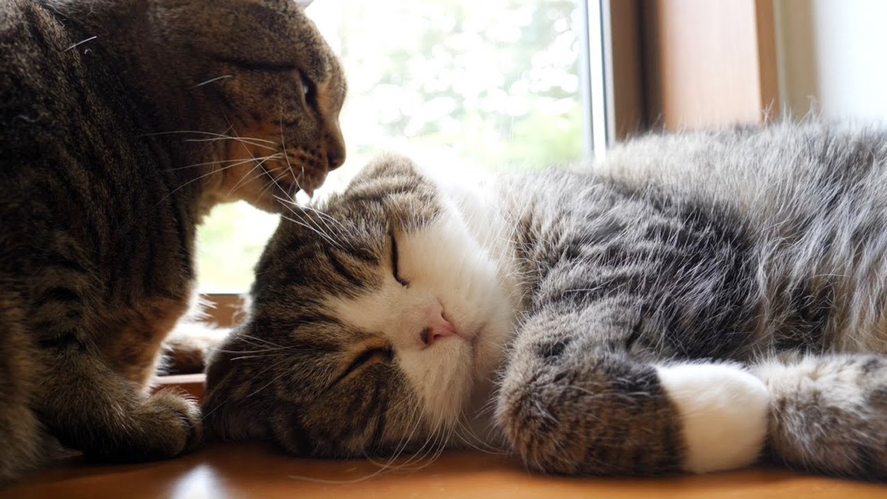 まるとはな２７。-Maru&Hana 27.-