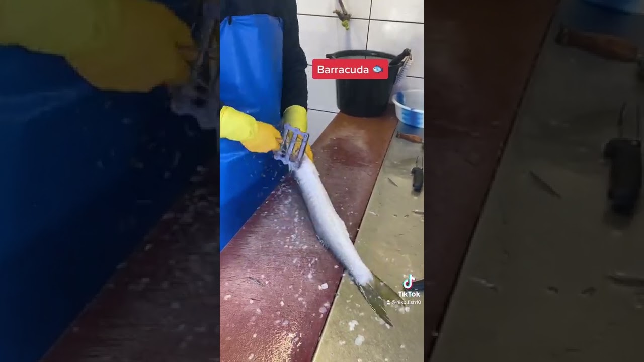 Barracuda fish (how to clean barracuda)
