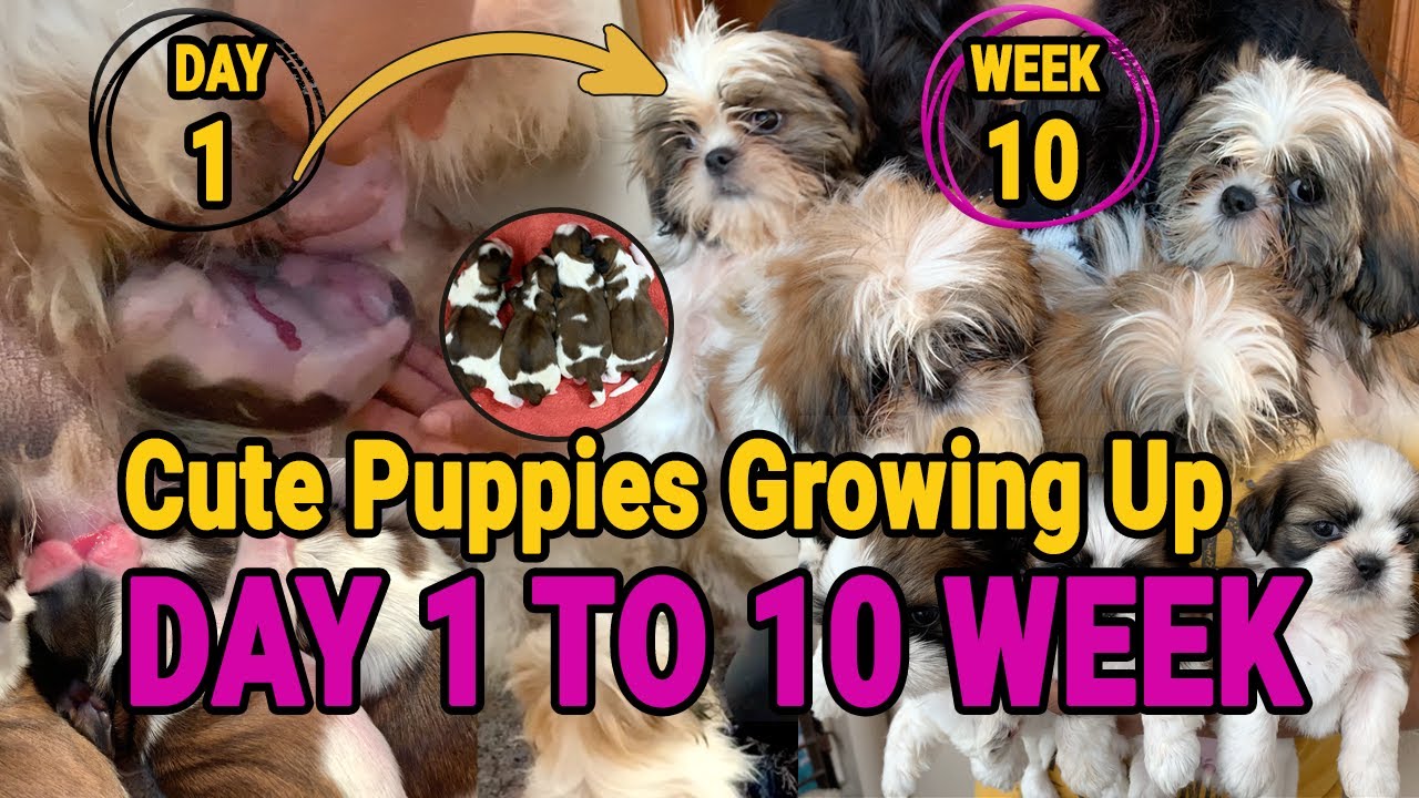 Shih Tzu puppies Growing Up | Day 1 to Week 10 Puppy Transformation | TOO CUTE VIDEO #shihtzu #puppy