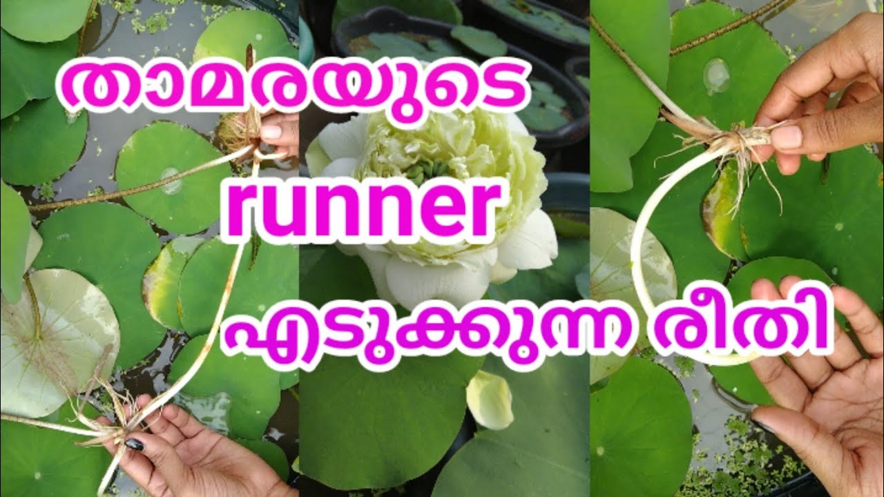 Lotus runner എങ്ങനെ എടുക്കാം..,ആ റണ്ണർ എങ്ങനെ നടാം| how to take lotus runner and potting runner
