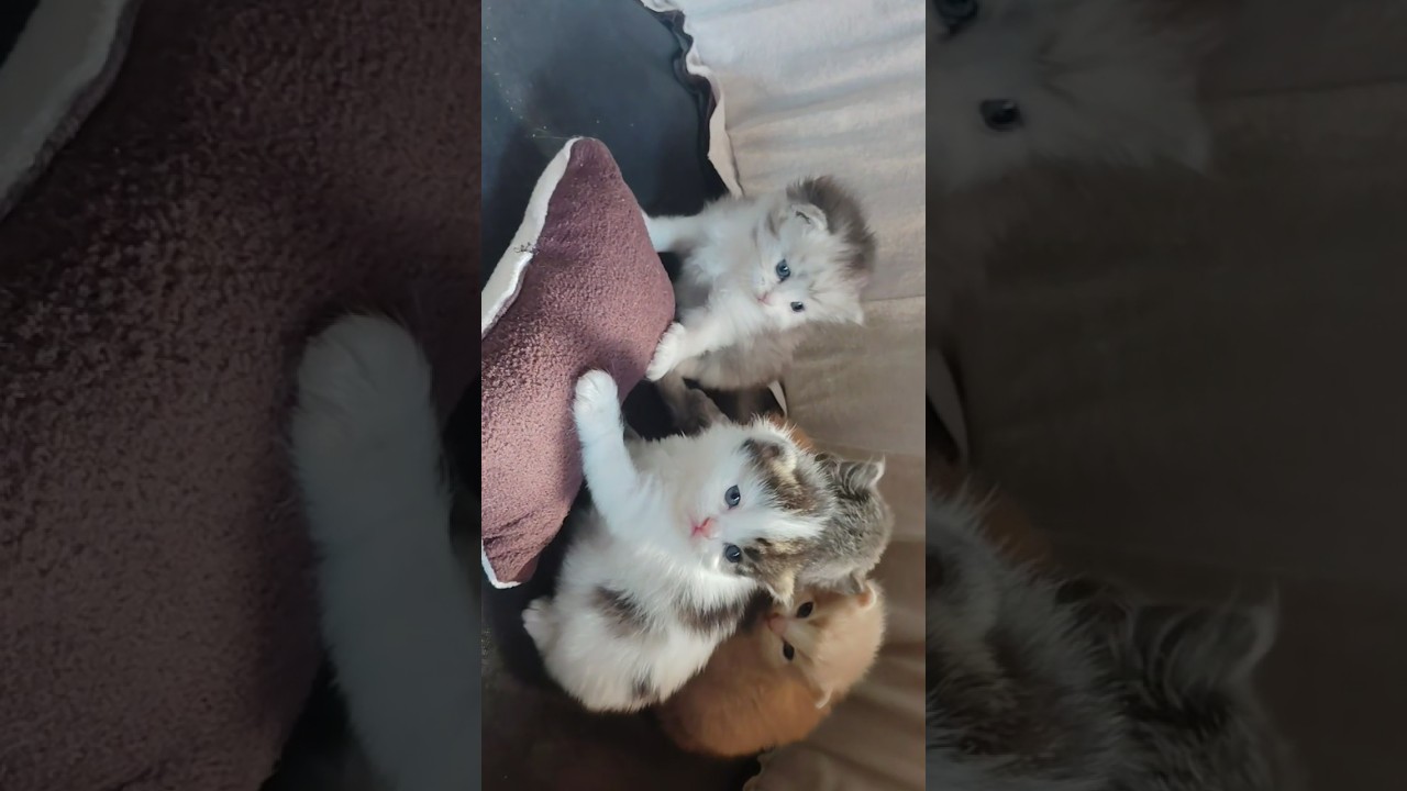 young & adult ❤ , cats are available contact hd for purchase +917233087831  